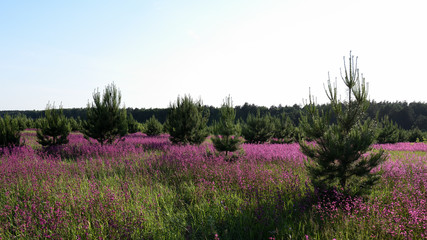 view of the lawn, blooming with the first summer flowers, on the outskirts of the forest overgrown with young pine trees