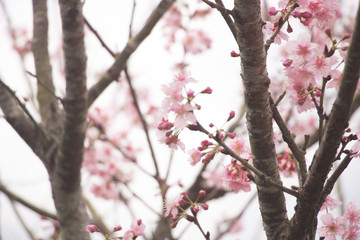 Beautiful cherry blossoms blooming in Taiwan. Species: Taiwan Cherry.