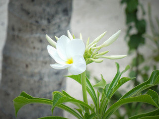 Tropical flower at the beach