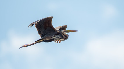 Isolated close up of a single purple heron bird in flight- Danube Delta Romania