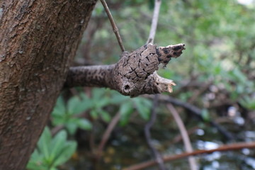 Tree branch close up shot