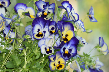 Beautiful Blue Flowers