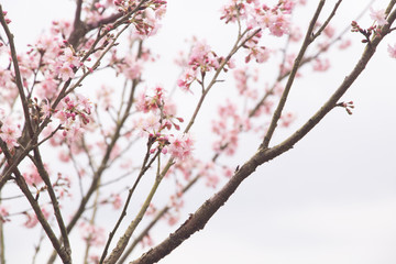 Beautiful cherry blossoms blooming in Taiwan. Species: Taiwan Cherry.