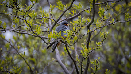 Fototapeta premium Isolated close up of a single beautiful mature male red footed falcon camouflaged in a tree- Danube Delta Romania