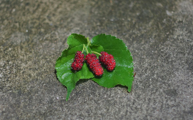 mulberry with vitamin c for my health
