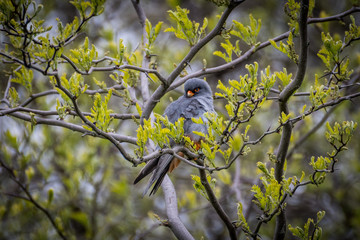 Isolated close up of a single beautiful mature male red footed falcon camouflaged in a tree- Danube Delta Romania