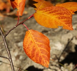 Autumn/fall yellow & orange leaves in Beartooth Mountains, Montana