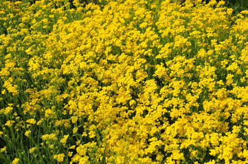 Obraz premium yellow flowering golden alison in spring garden