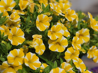 Obraz premium ペチュニアの花