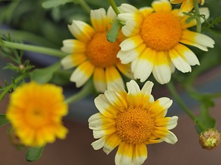 シュンギクの花