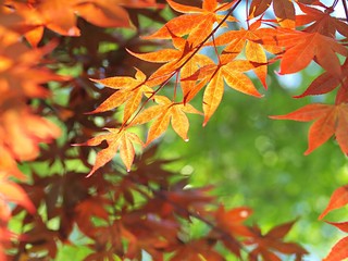 モミジの紅葉
