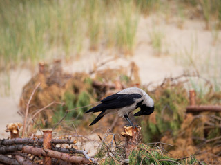 The crown stands on a fence dune.