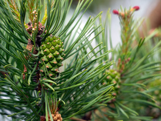 Green pine cone and pine buds in a natural setting.