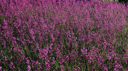 Naklejka premium blooming summer meadow that looks like a mauve carpet