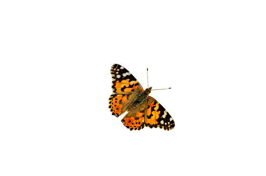 Motley butterfly on bulbous plants.