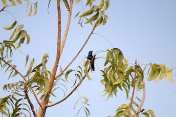Beautiful Flowers roses 