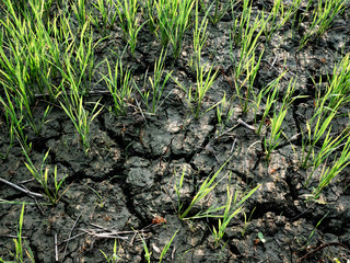 Close-up of Green young rice field with dry soil in summer morning with sunlight in northern of thailand.