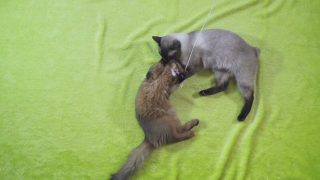 Adult cat mekong bobtail licks a neck kitten somali