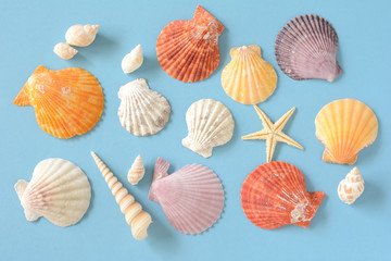 Starfish and Shell on a blue background