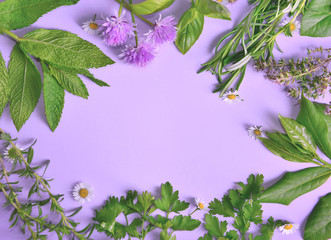 various aromatic fresh herbs with little daisies on purple background
