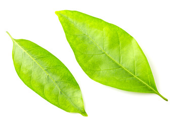 Obraz premium Zielony liść wyizolowany na białym