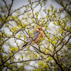 Isolated single beautiful mature female red footed falcon bird in the wild- Danube Delta Romania