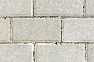 Gray paving slabs with green grass sprouts close up. Abstract background