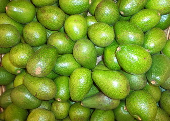 a bunch of fresh ripe new crop avocados