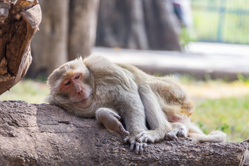 Monkey take a rest on the tree