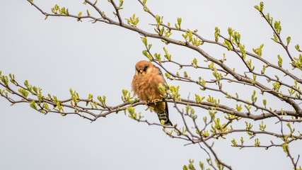 Isolated single beautiful mature female red footed falcon bird in the wild- Danube Delta Romania
