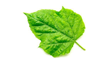 Green leaf texture isolated on white