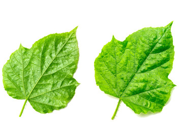 Green leaf texture isolated on white