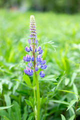 Lupine is a wildflower. Beautifully flowering glade - flower lupine. Herbaceous plant of the legume family with bright purple-red flowers. Grass leaves in the wild.