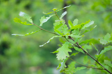 Sprig of oak close-up in the spring. Young green leaves. Nature ecology concept.