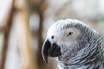 Close up of African Gray Parrot
