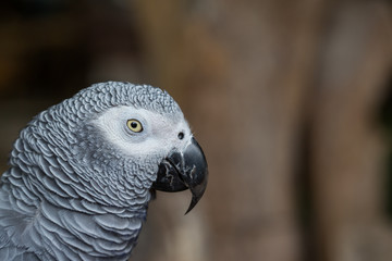 Close up of African Gray Parrot