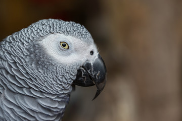 Close up of African Gray Parrot