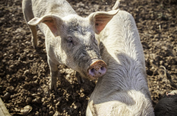 Young pigs in a farm