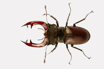 Stag beetle on a white background. Isolated on white