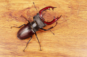 Stag beetle on a wooden background.