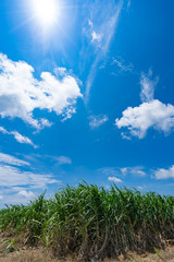 石垣島の美しい風景「サトウキビと陽」