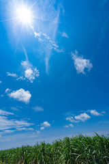 Obraz premium 石垣島の美しい風景「サトウキビと陽」