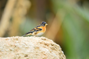 The outdoor fringillidae birds in the park