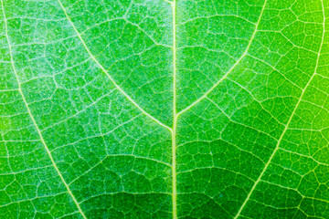Green leaf texture
