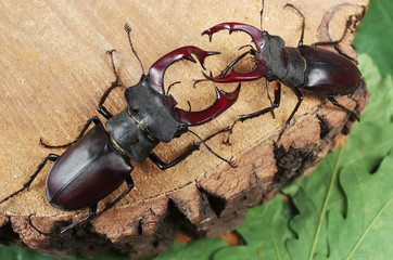 Battle of stag beetles on a wooden stump.