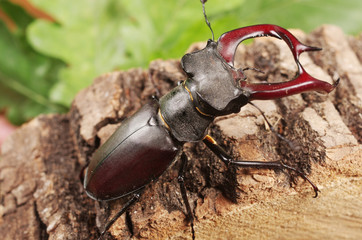 Stag beetle on a wooden stump.