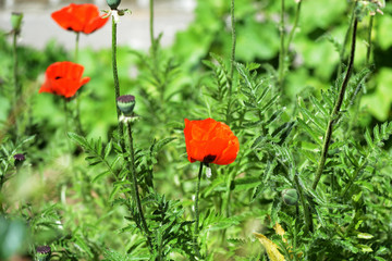 Poppy flowers in the garden on a bright sunny day