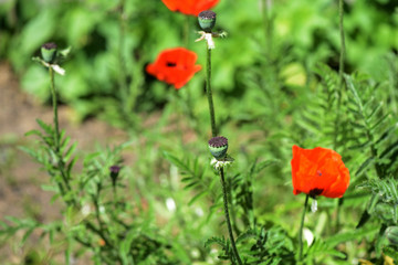 Poppy flowers in the garden on a bright sunny day