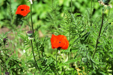 Poppy flowers in the garden on a bright sunny day