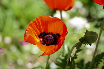 Fototapeta premium Beautiful garden poppy flower close up on a bright sunny day
